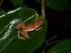 Dendropsophus delarivai