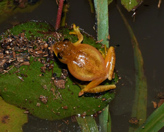 Dendropsophus minutus