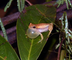 Dendropsophus walfordi
