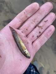 Umbra pygmaea