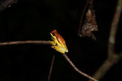 Dendropsophus rhodopeplus
