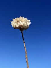 Polycalymma stuartii