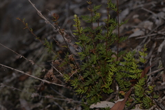 Cheilanthes distans
