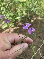 Swainsona campylantha