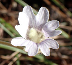 Pinguicula caerulea