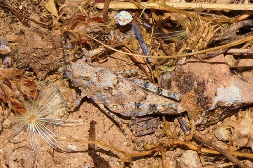 Blue-winged Sand Grasshopper