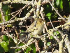 Phylloscopus collybita