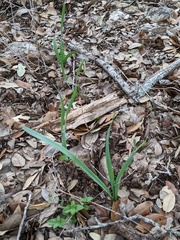 Zephyranthes drummondii