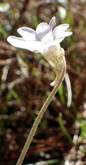 Pinguicula caerulea