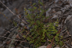 Cheilanthes distans