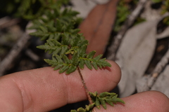 Cheilanthes distans