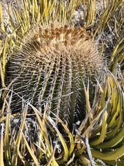 Echinocactus platyacanthus