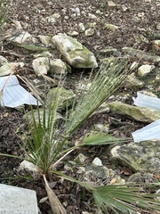 Dasylirion acrotrichum