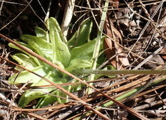 Pinguicula caerulea