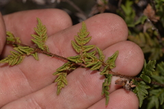Cheilanthes distans