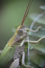 Coryacris angustipennis