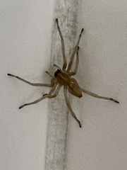 Cheiracanthium mildei