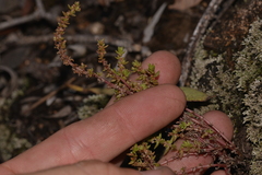 Cheilanthes distans