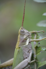Coryacris angustipennis