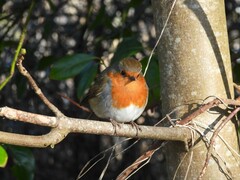 Erithacus rubecula