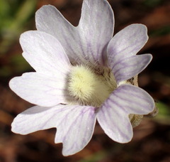 Pinguicula caerulea
