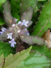 Ajuga taiwanensis