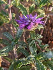 Monardella sinuata