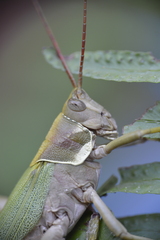 Coryacris angustipennis