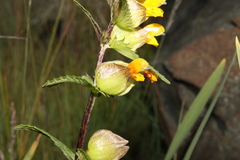 Rhinanthus minor