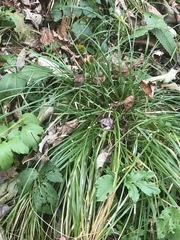 Carex scabrata