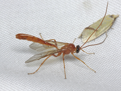 Ophion areolaris