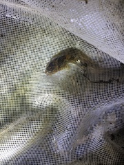 Cottus caeruleomentum