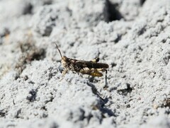 Chortophaga australior