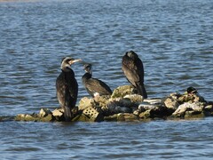 Phalacrocorax carbo