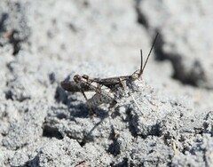 Psinidia fenestralis