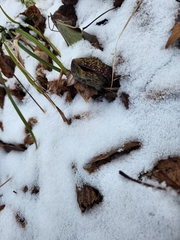 Symplocarpus foetidus