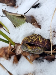 Symplocarpus foetidus