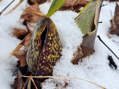 Symplocarpus foetidus