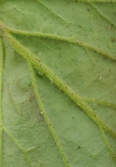Phacelia viscida viscida
