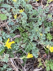 Corydalis aurea