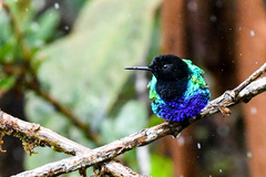 Boissonneaua jardini