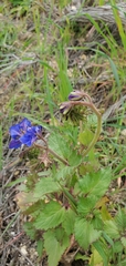 Phacelia viscida viscida