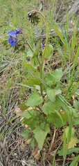 Phacelia viscida viscida