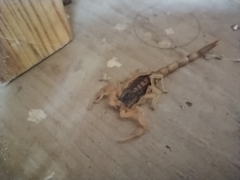 Centruroides vittatus