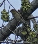 Icterus bullockii
