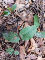 Bignonia capreolata