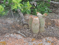 Echinocereus reichenbachii baileyi
