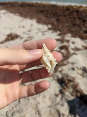 Murexsul oxytatus
