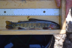 Oncorhynchus clarkii