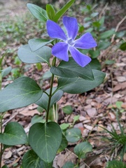 Vinca major
